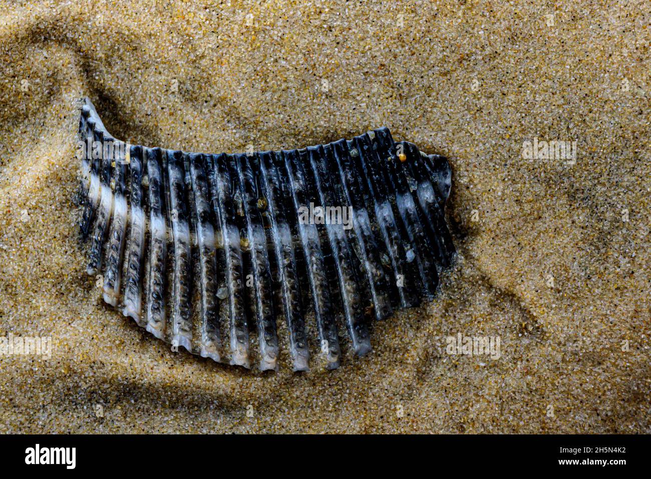 Shell remnant washed up on beach (macro) Stock Photo