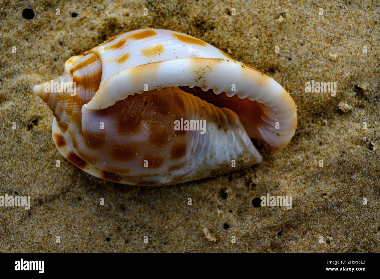 seashell on the beach Stock Photo