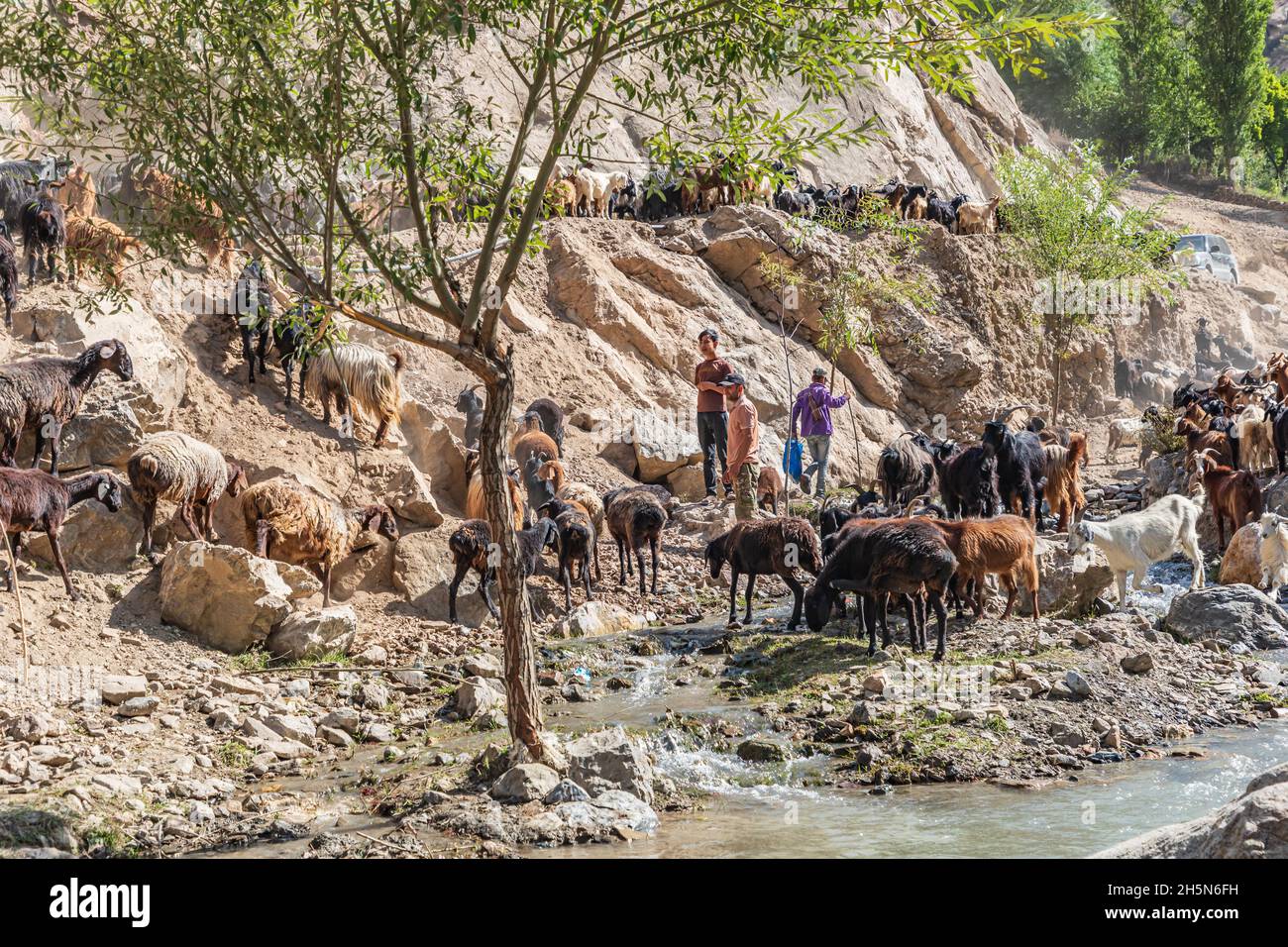 Mavzoley Rudaki, Sughd Province, Tajikistan. August 17, 2021. Shepherds moving their goats along the Urech River. Stock Photo