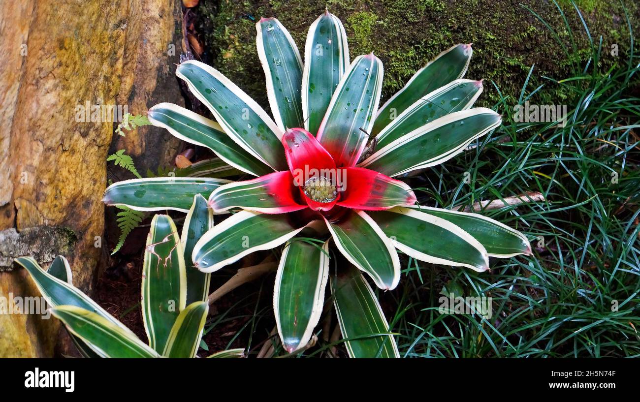 Bromeliad on tropical garden Stock Photo