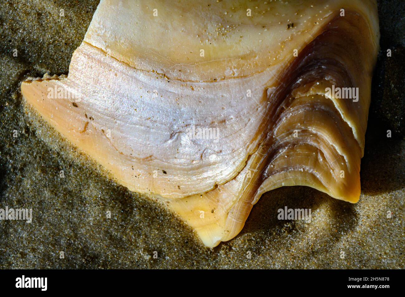 Seashell washed up on beach (macro) Stock Photo