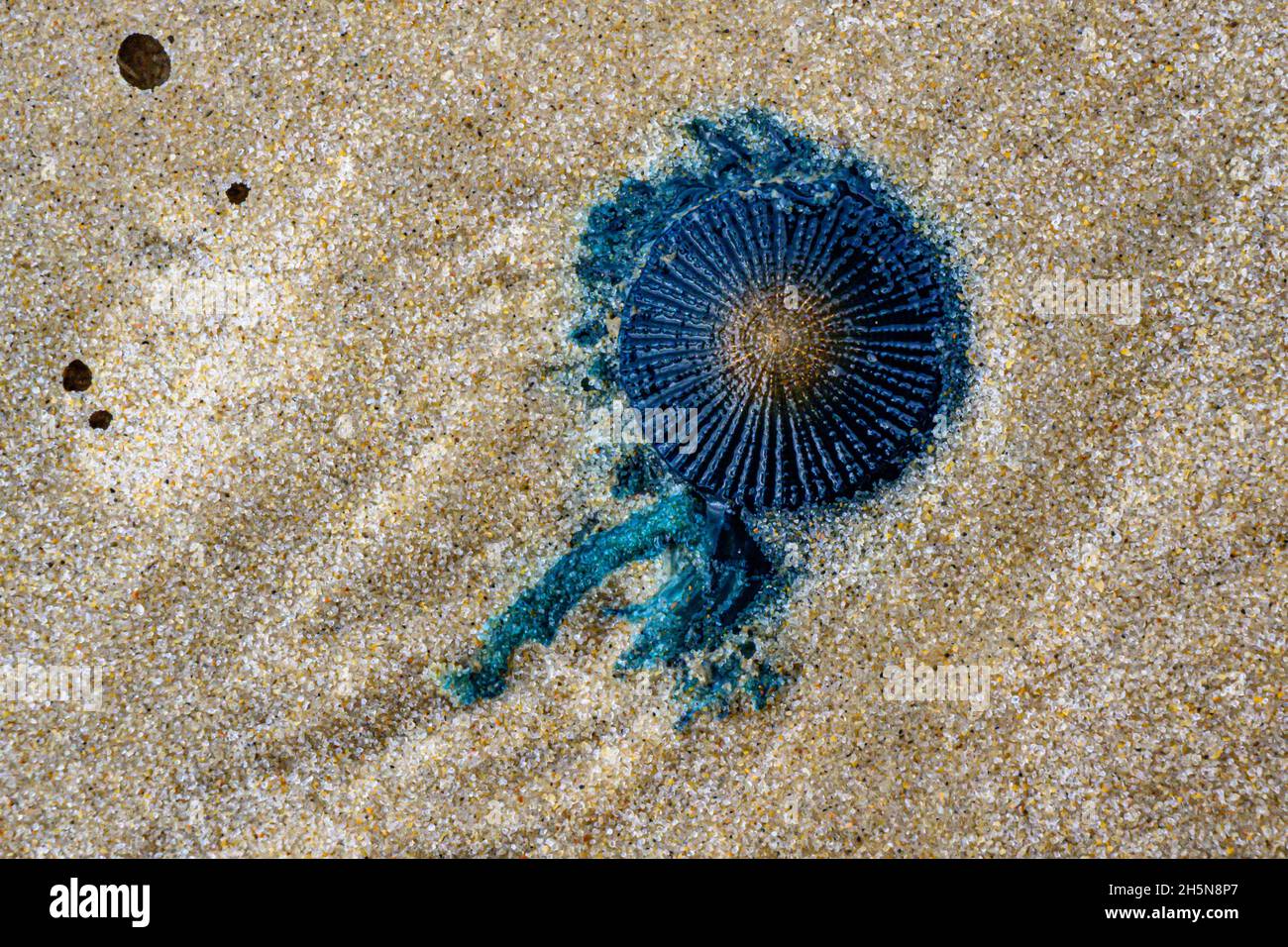 Porpita porpita, commonly known as blue button is a colony of hydroids. Not a jellyfish. (macro) Stock Photo