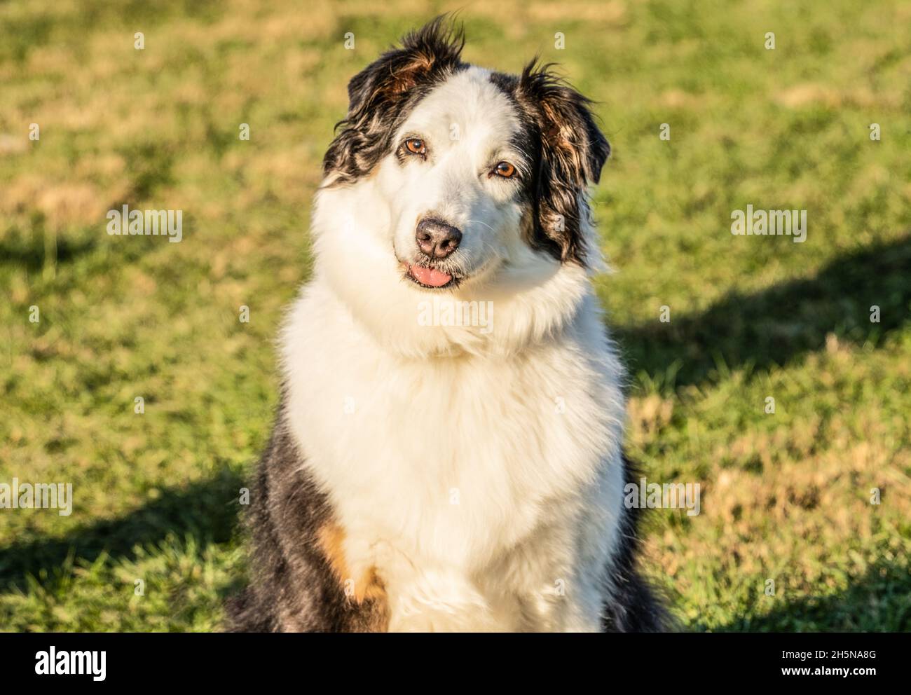 Curious black and white Australian Shepherd tilts his head as he looks at camera Stock Photo Alamy