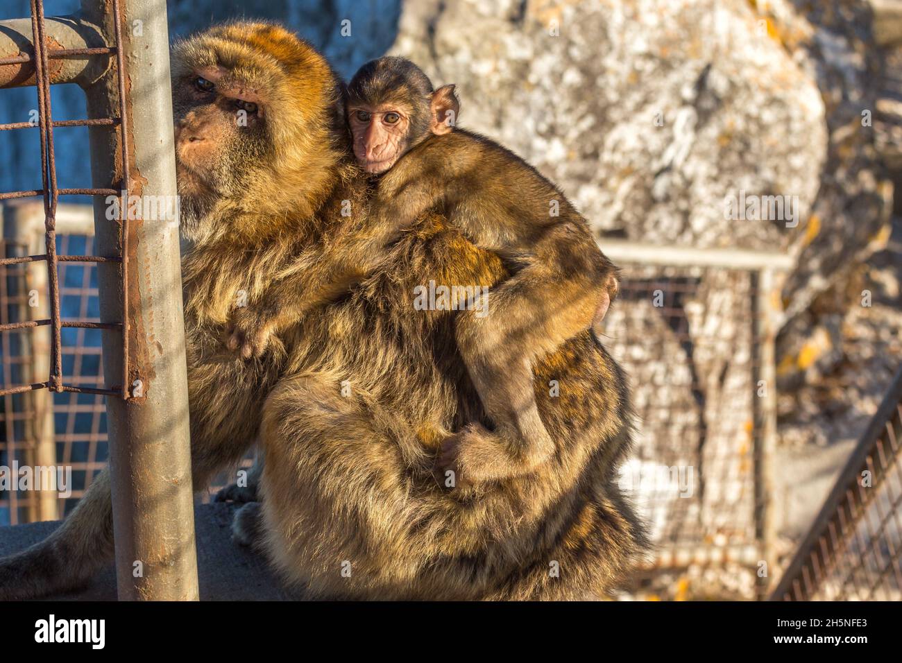 Magot monkey bearing baby at the Rock of Gibraltar Stock Photo