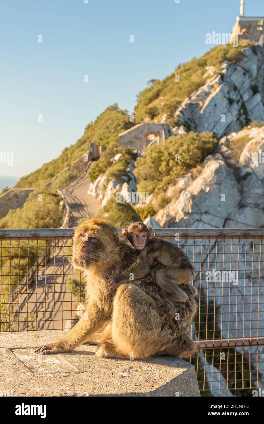 Magot monkey bearing baby at the Rock of Gibraltar Stock Photo