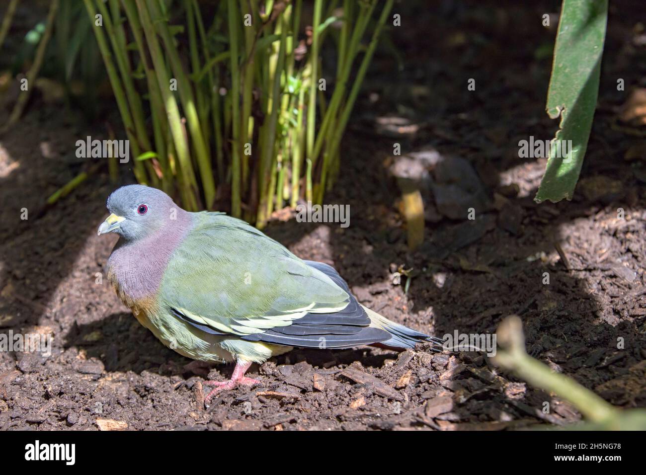 The pink-necked green pigeon(Treron vernans) stands on the branch. It is a medium-sized pigeon with predominantly green plumage; Stock Photo