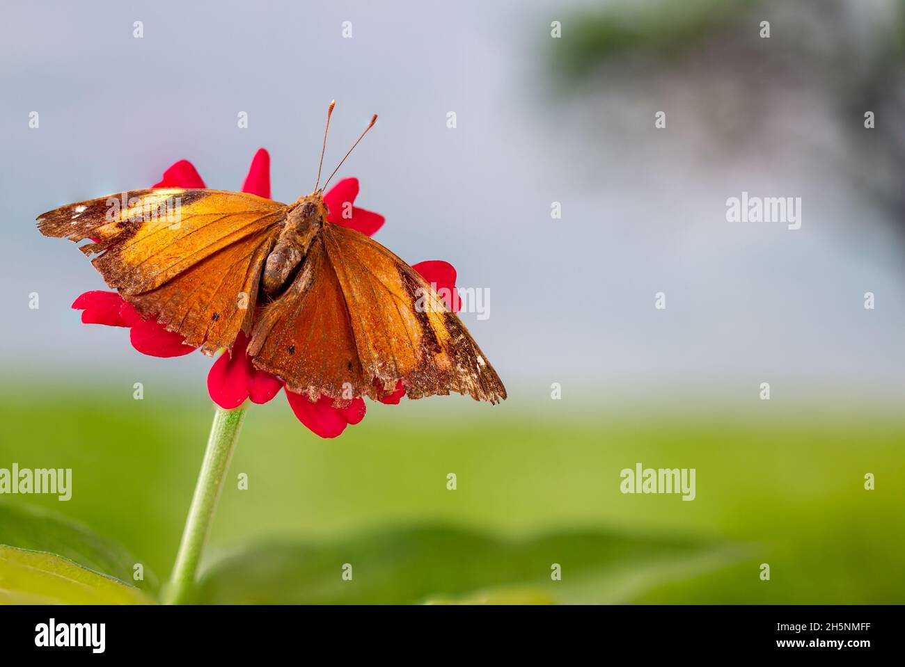 A brown butterfly perched on a red zinnia flower, has a soft green grass background and warm sunlight, copy space Stock Photo