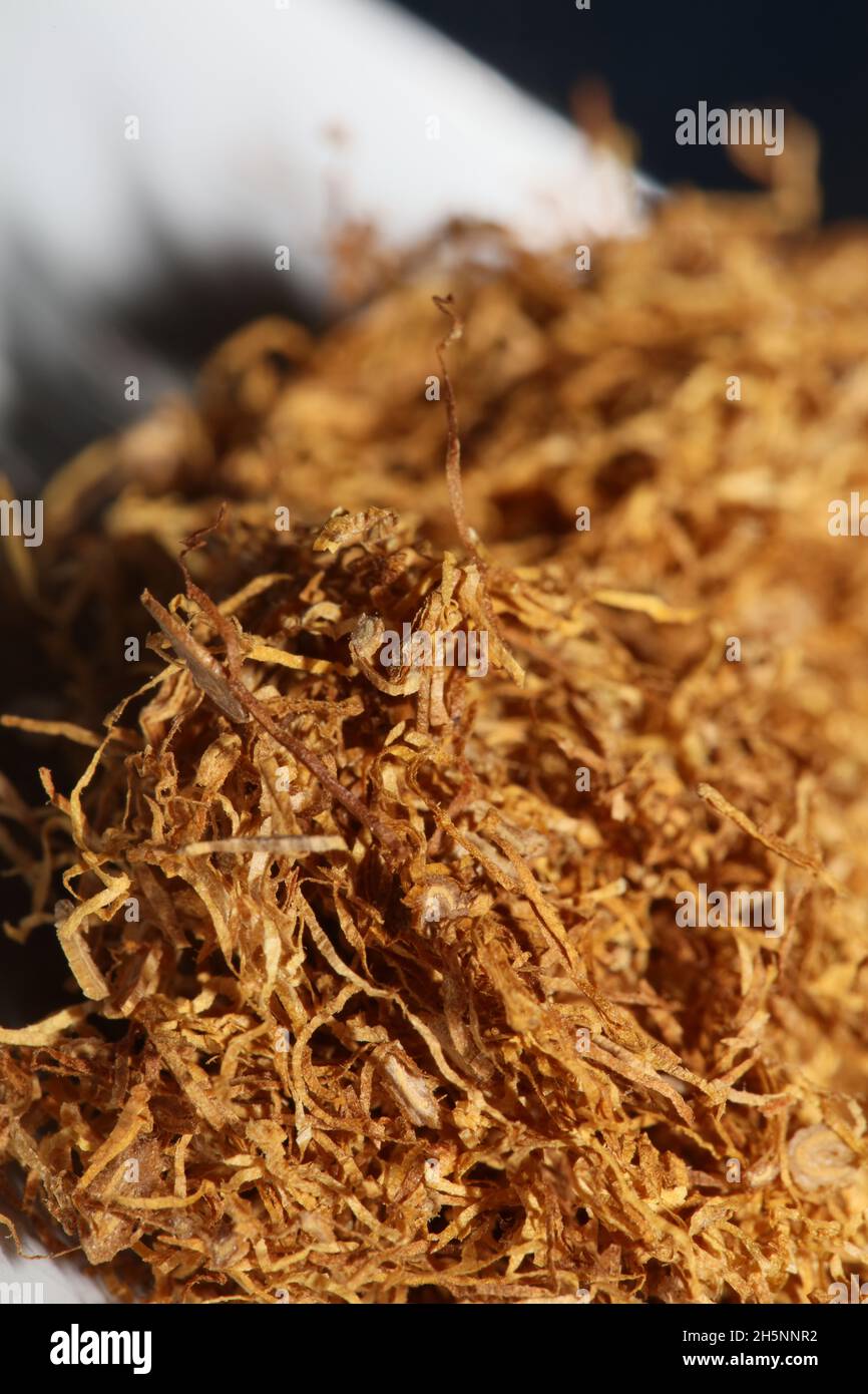 sheldia tobacco Rolling blond albanian tobacco leaves sheldia close up background stock  photography high quality big size prints Stock Photo