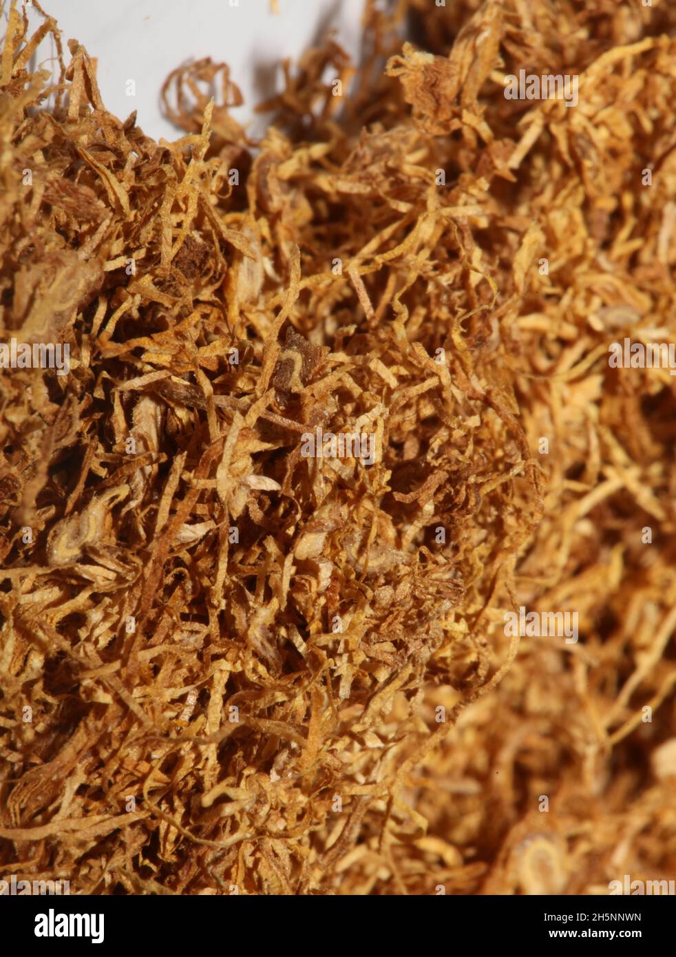 Rolling blond albanian tobacco leaves sheldia close up background stock  photography high quality big size prints Stock Photo