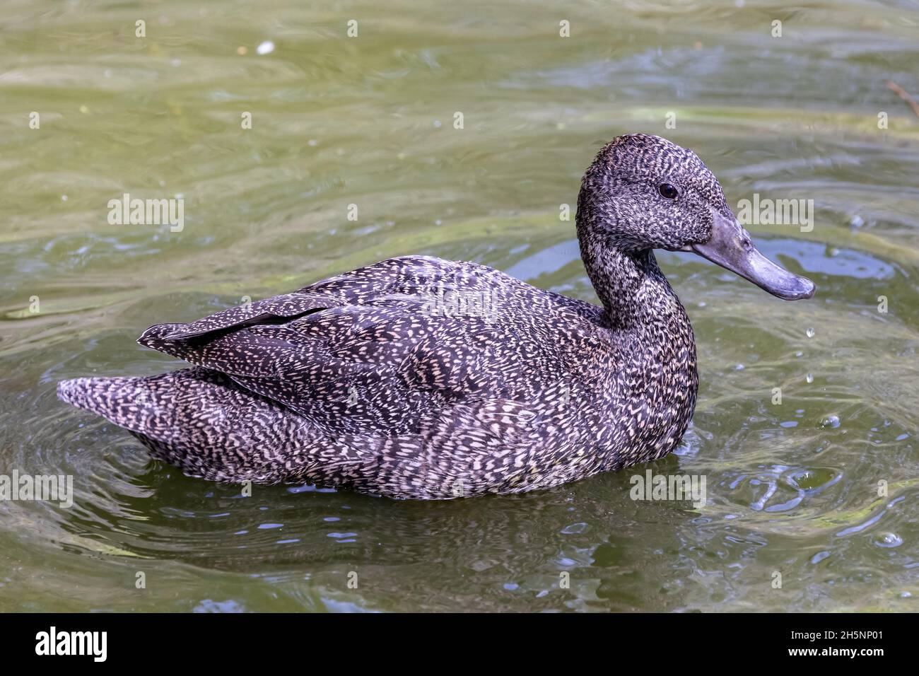 Australian endangered Freckled Duck on pond Stock Photo