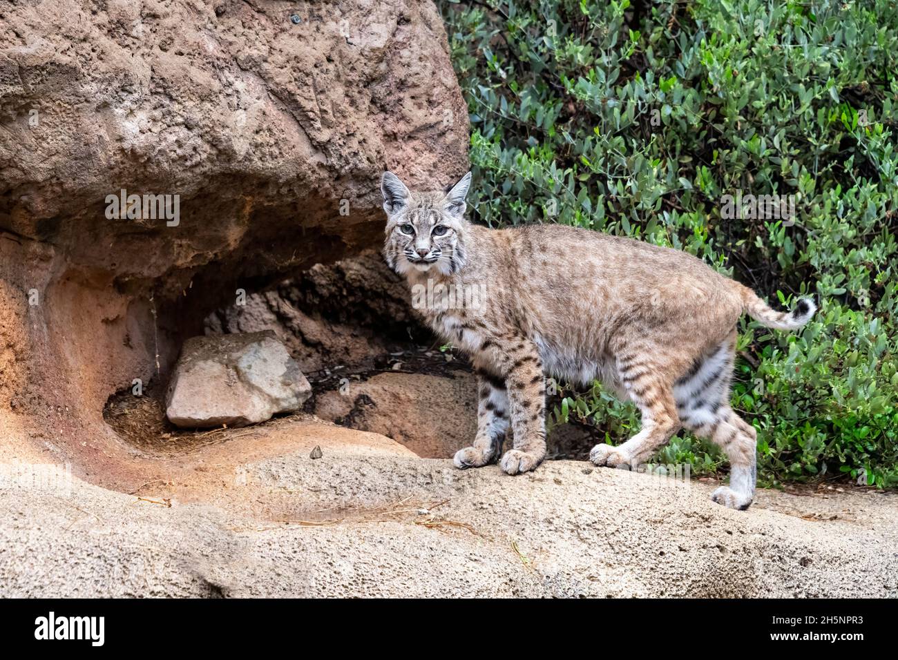 Bobcat standing at the Bottom of a Cliff Stock Photo