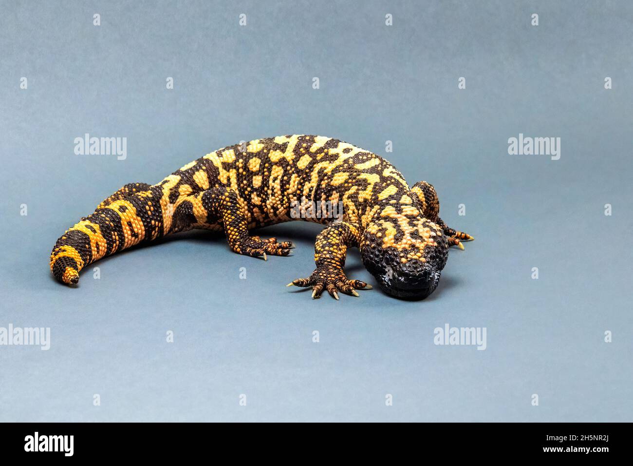 Gila Monster Lizard Isolated on Grey Background Stock Photo