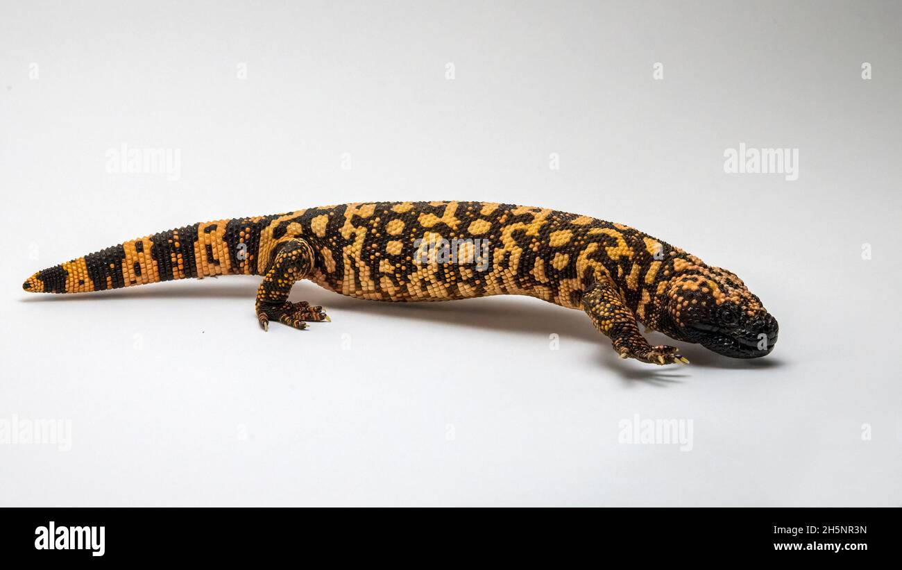 Gila Monster Lizard Isolated on White Background Stock Photo