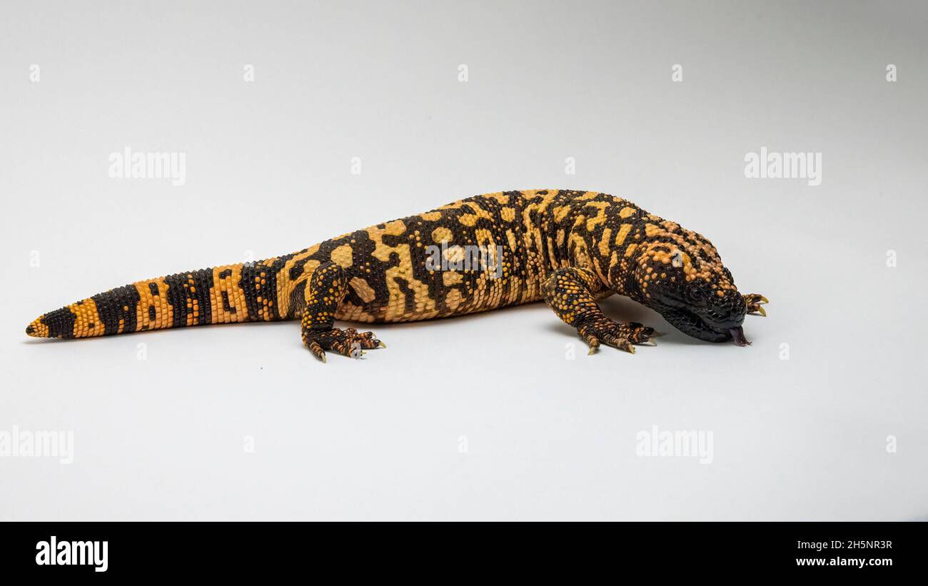 Hissing Gila Monster Lizard Isolated on White Background Stock Photo