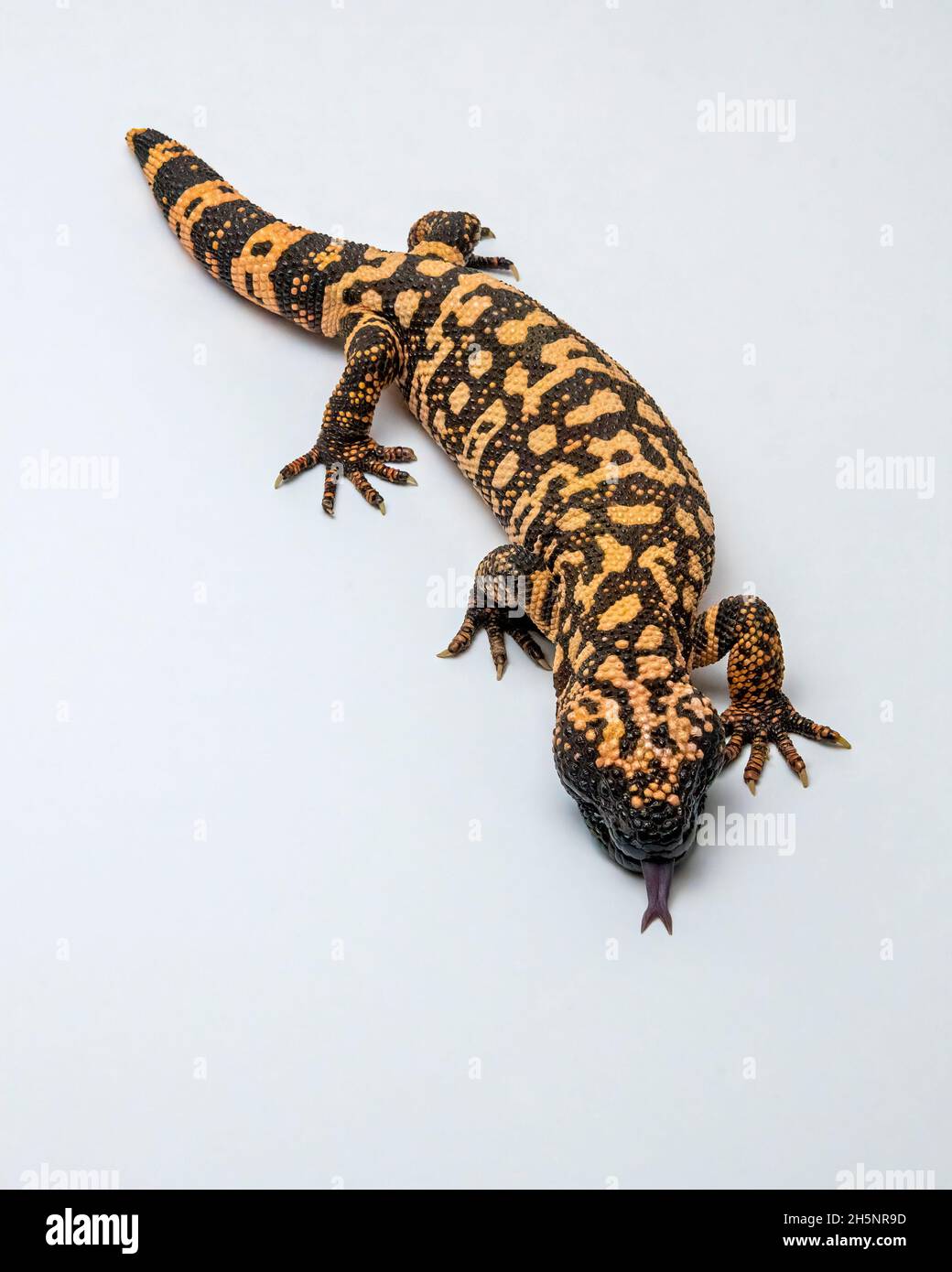 Hissing Gila Monster Lizard Isolated on White Background Stock Photo