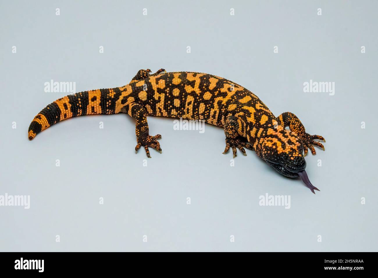 Hissing Gila Monster Lizard Isolated on Pale Grey Background Stock Photo