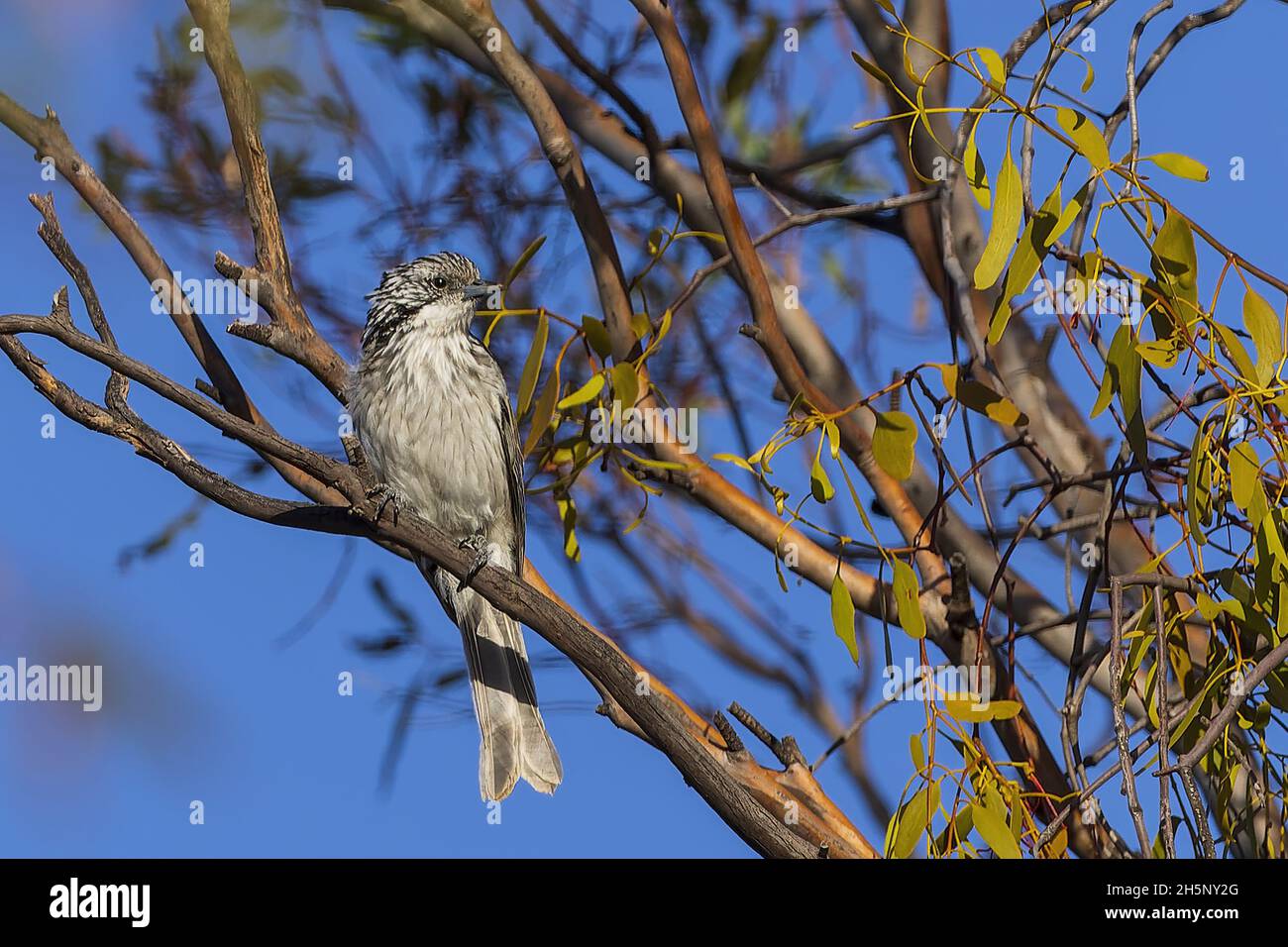 A Striped Honeyeater (Plectorhyncha lanceolata) perched on a branch. Stock Photo
