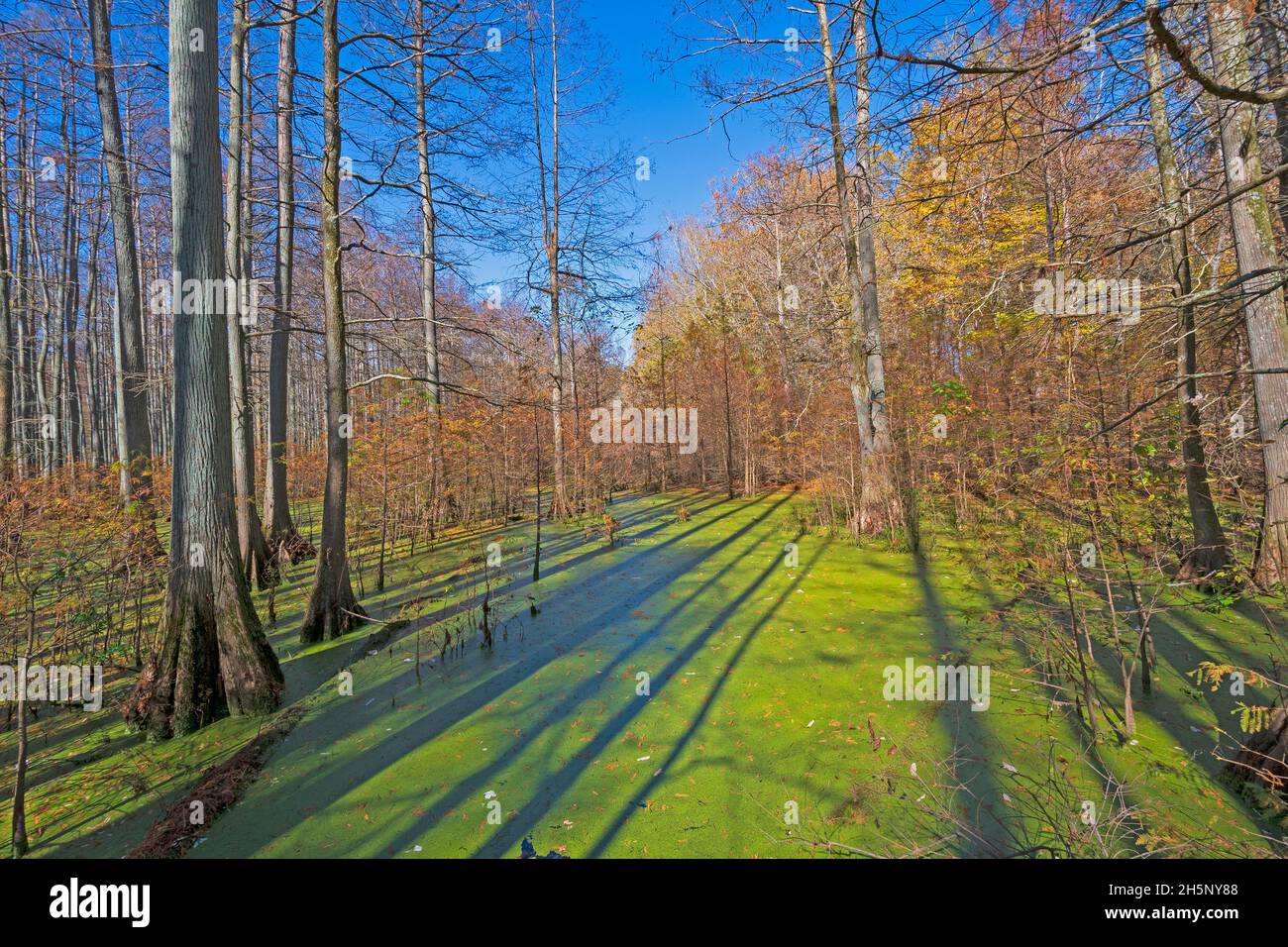 Morning Shadows in a Cypress Swamp in Heron Pond in Illinois Stock Photo