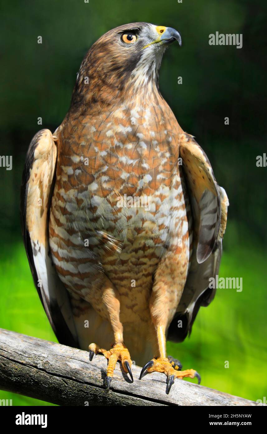 Red-shouldered Hawk sitting on a branch in the forest, Quebec, Canada Stock Photo