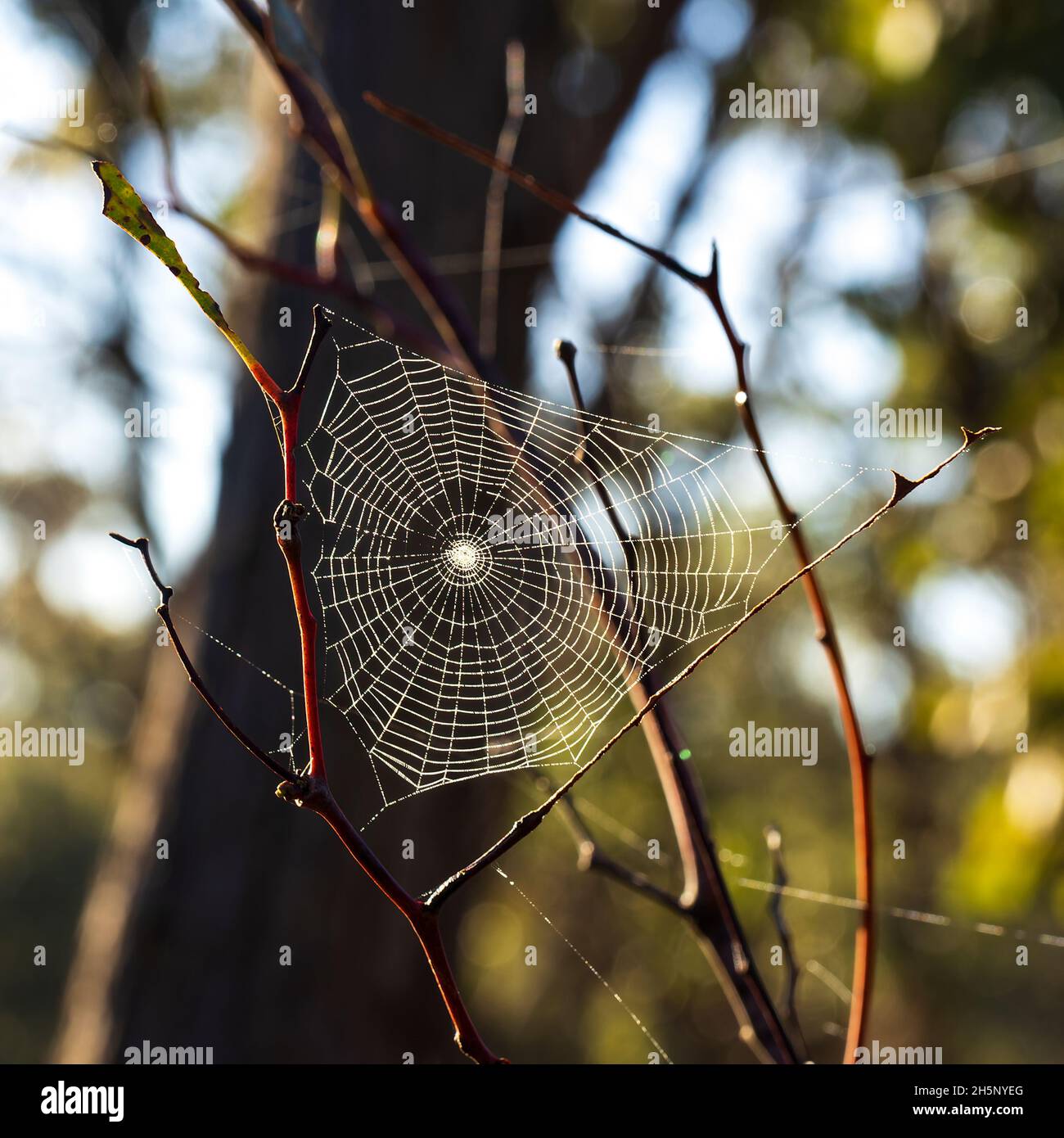 Dew drops on a spiders web at dawn Stock Photo