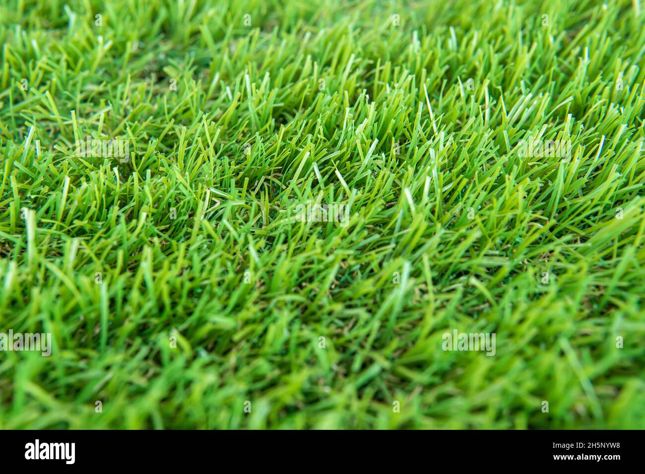 Green lawn texture background. Green grass background texture. Stock Photo