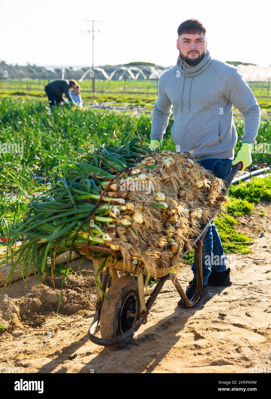 Young gardener pushing wheelbarrow with green onions Stock Photo - Alamy
