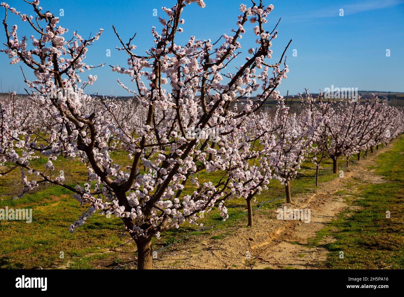 Apricot farming spain hi-res stock photography and images - Alamy