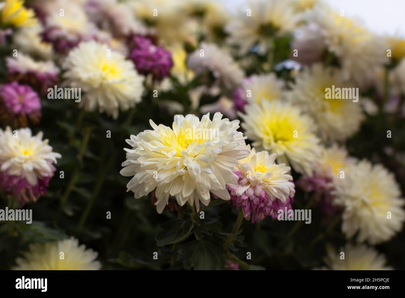 Chrysanthemum garden. White autumn flowers among orange ones in a flower bed. Beautiful delicate chrysanthemums bloomed in the park. Soft focus Stock Photo