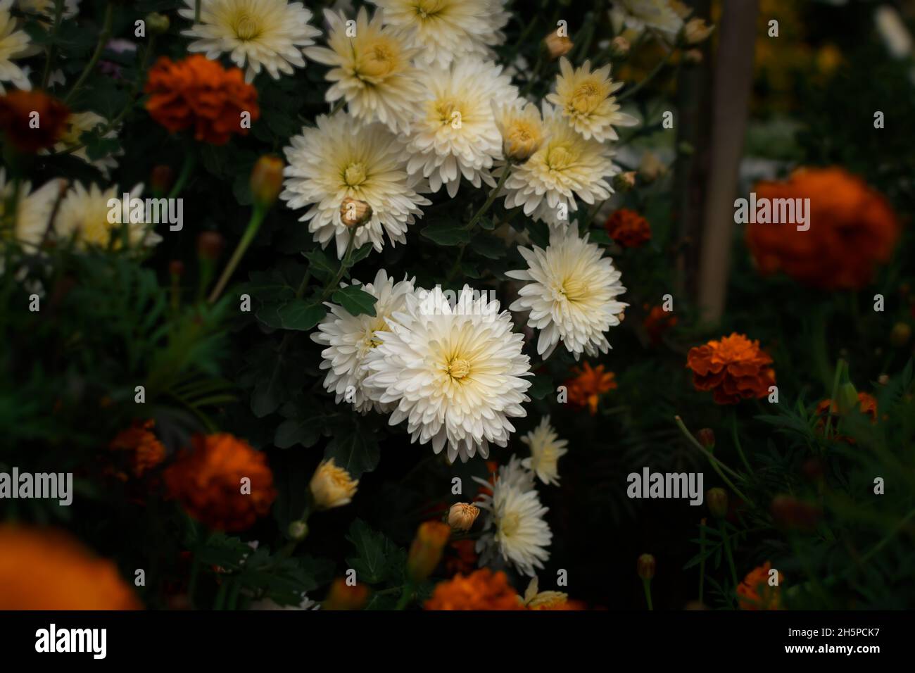 Chrysanthemum garden. White autumn flowers among orange ones in a flower bed. Beautiful delicate chrysanthemums bloomed in the park. Soft focus Stock Photo