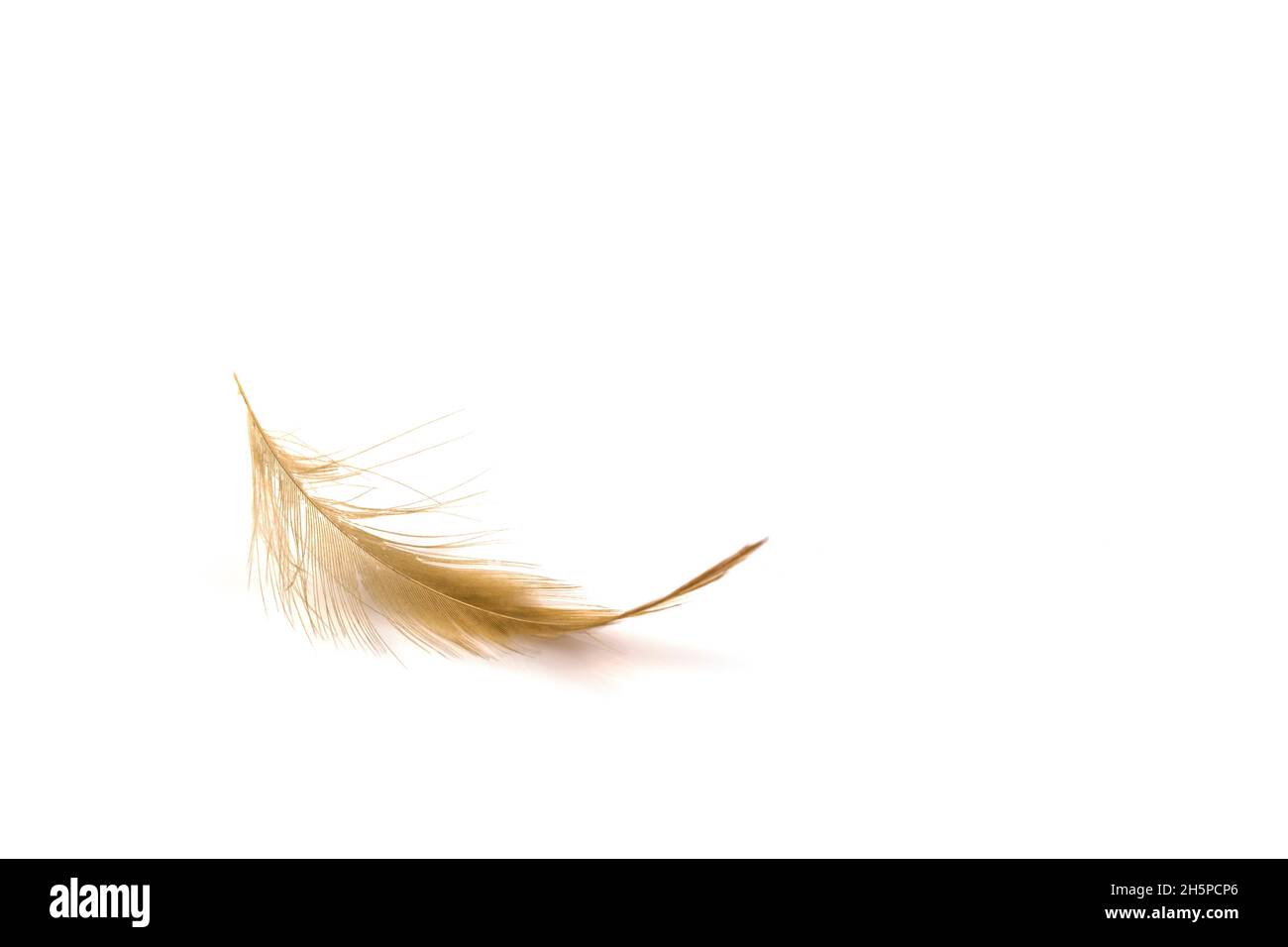 Bird light brown feather isolated on white background Stock Photo Alamy