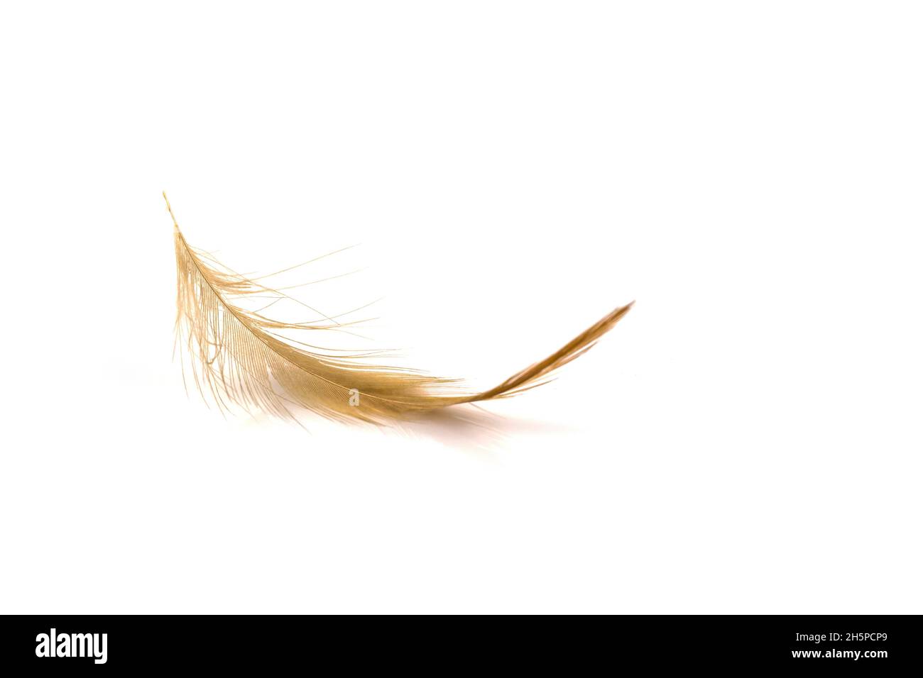 Bird light brown feather isolated on white background Stock Photo - Alamy