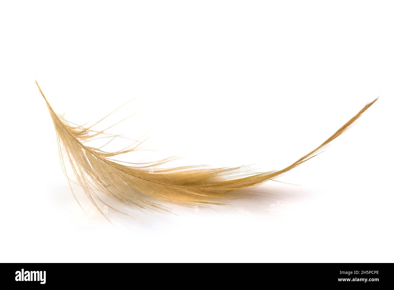 Bird light brown feather isolated on white background Stock Photo Alamy