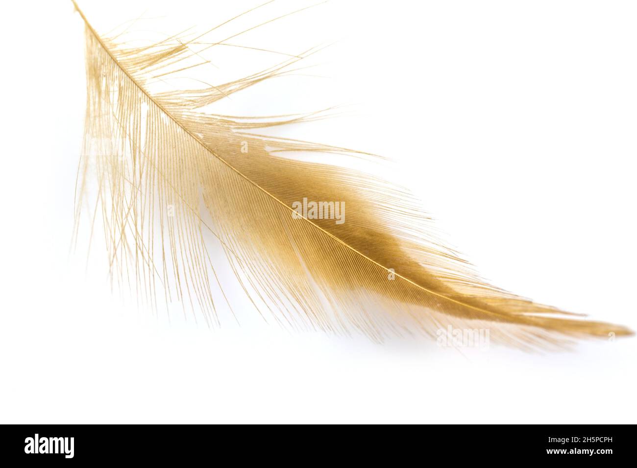 Bird light brown feather isolated on white background Stock Photo Alamy