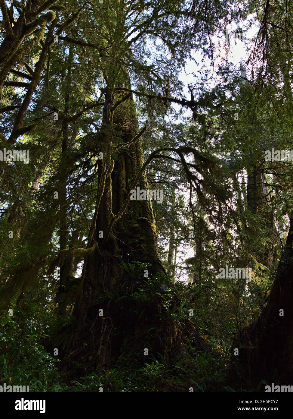 Low angle portrait view of huge western red cedar tree (Thuja plicata) with moss-covered trunk in temperate rainforest on Vancouver Island, Canada. Stock Photo