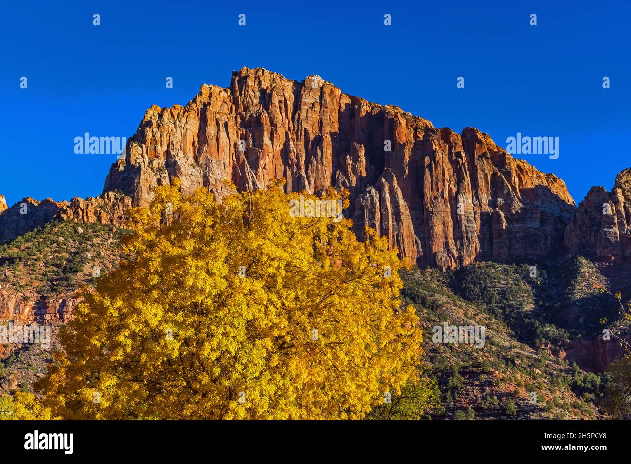 The Watchman formation with the bright yellow leaves of a Desert Ash Tree in Zion National Park, Springdale, Washington County, Utah, USA. Stock Photo