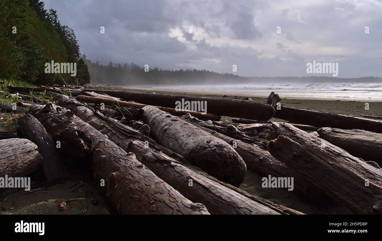 Pile of driftwood at sand beach in Florencia Bay with rough sea in Pacific Rim National Park Reserve on Vancouver Island, British Columbia, Canada. Stock Photo