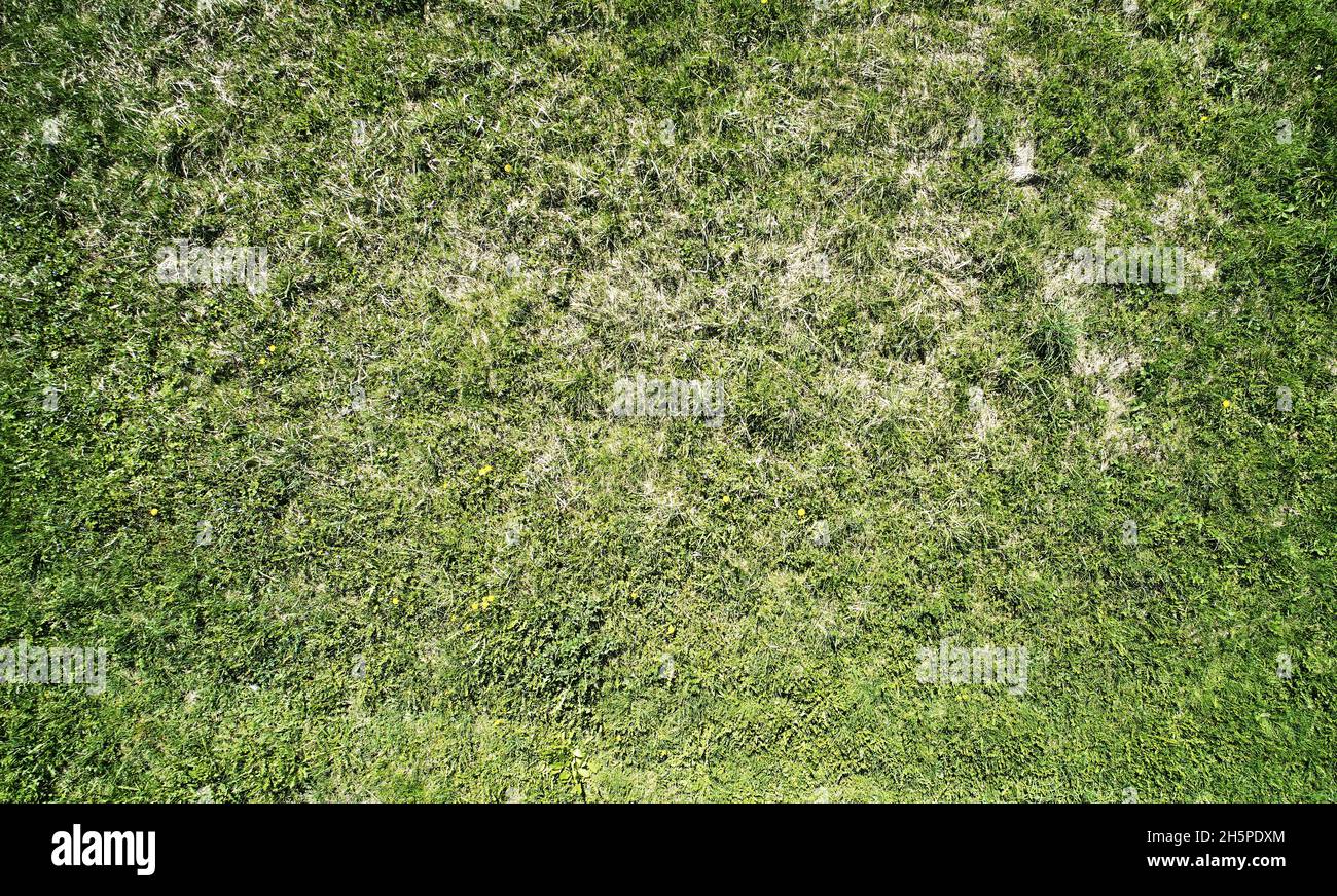 Garden green grass background above top view with dry spots Stock Photo