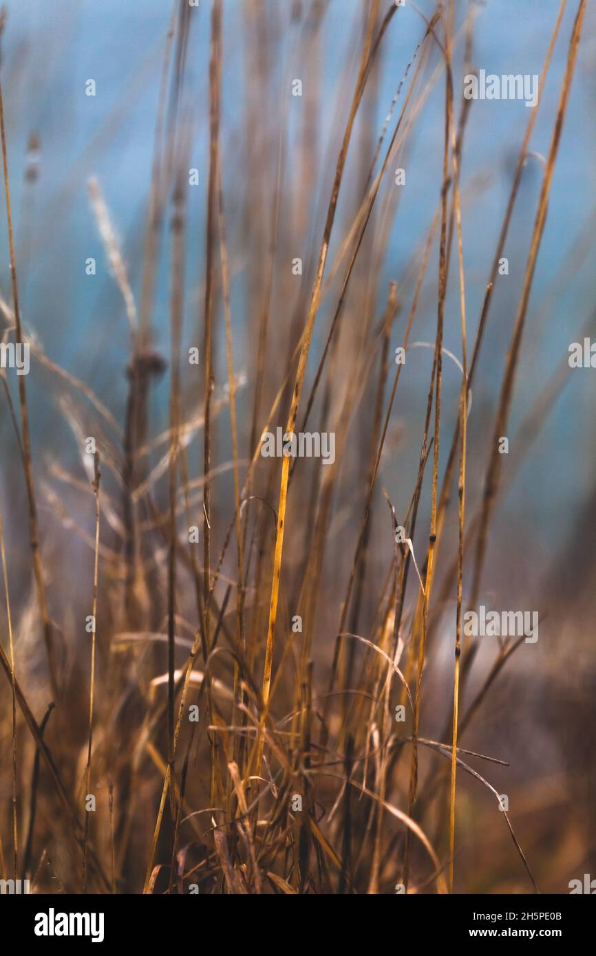 Blurry reeds under heavy rain. Light blue water in the background. Stock Photo