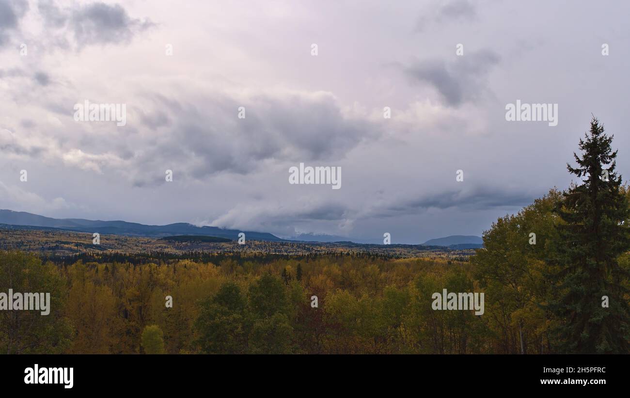 Colorful autumn landscape with forest of yellow trees in valley near Yellowhead Highway (16) south of Smithers, British Columbia, Canada on cloudy day. Stock Photo