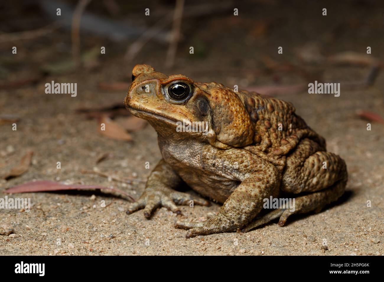Cane Toad (Rhinella marina) near wetland habitat in Brisbane Stock