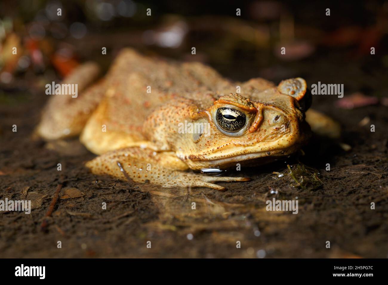Cane Toad (Rhinella marina) in a shallow pond in Brisbane Stock Photo