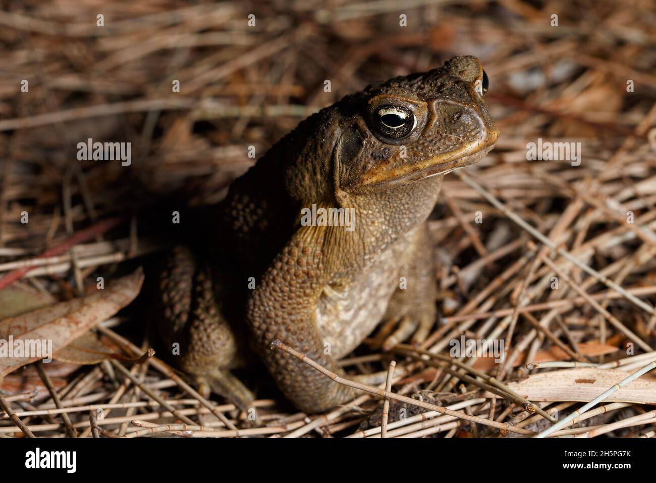 Cane Toad (Rhinella marina) near wetland habitat in Brisbane Stock