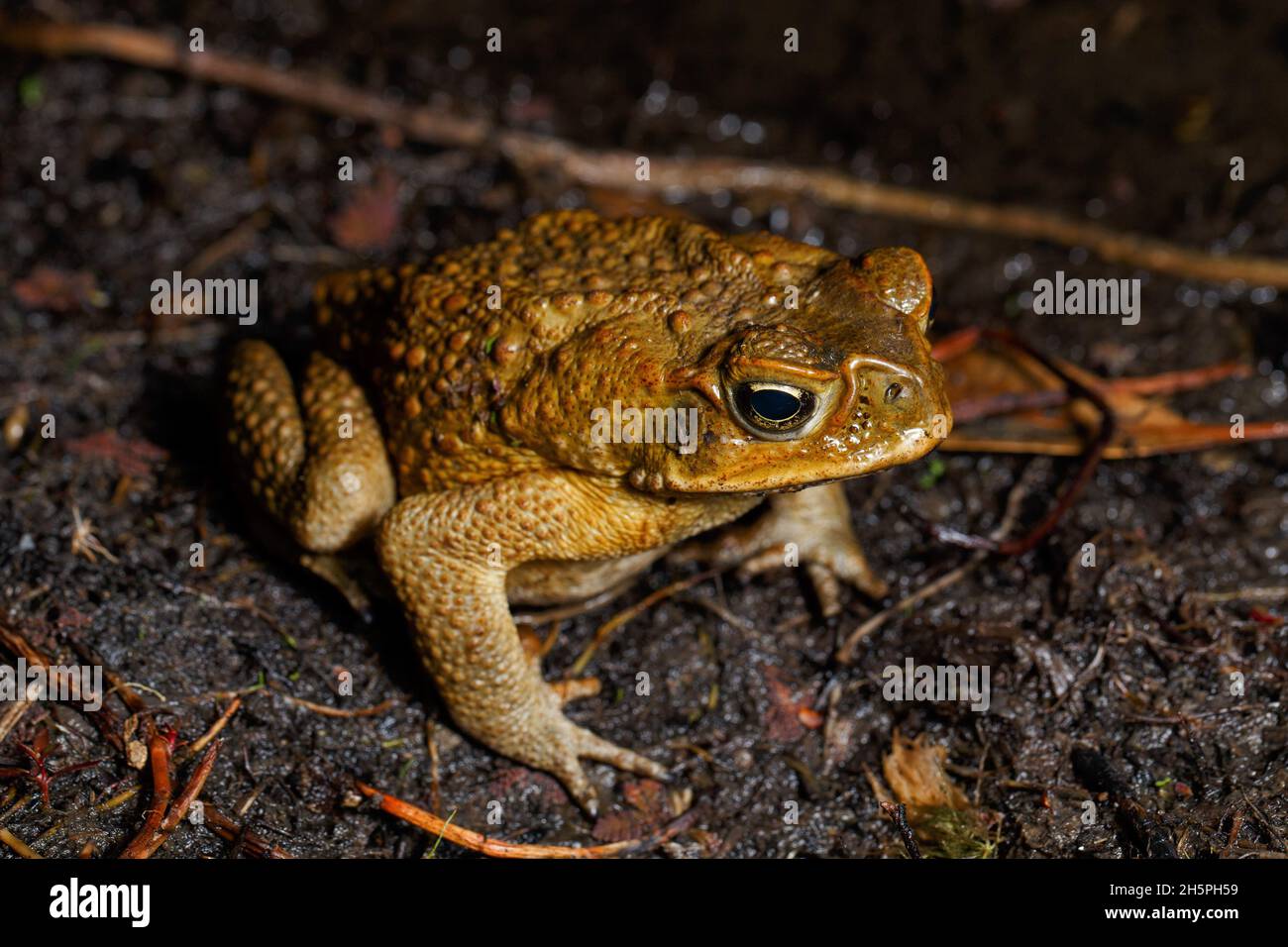 Image from a camera trap of an adult cane toad (Rhinella marina