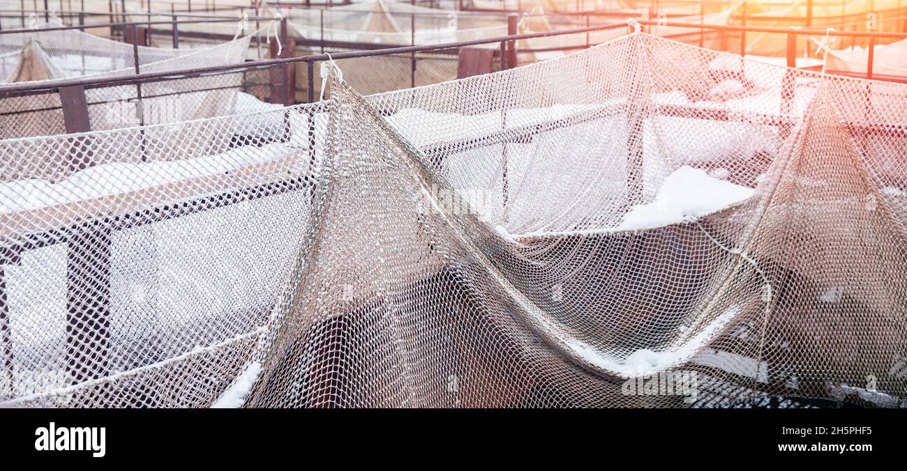 https://c8.alamy.com/comp/2H5PHF5/fish-farm-for-breeding-for-sturgeon-fry-in-net-cages-concept-aquaculture-pisciculture-2H5PHF5.jpg