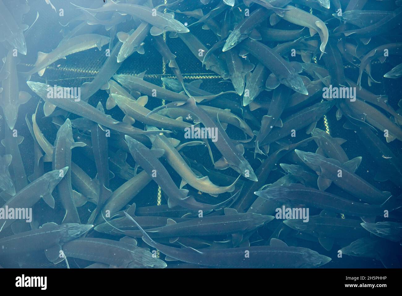 Closeup sturgeon fish farm for breeding. Concept aquaculture