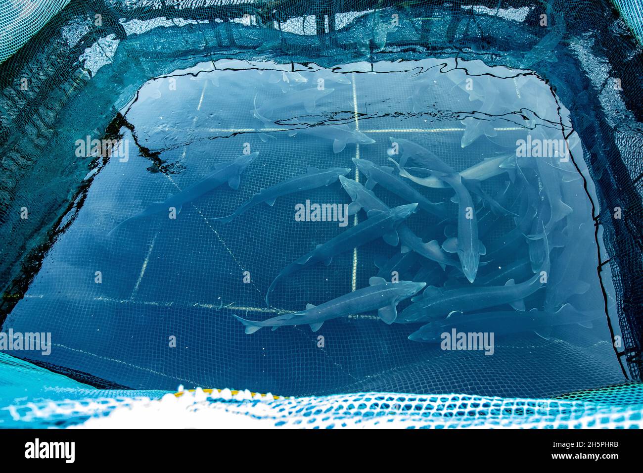 Fish farm for breeding sturgeon fry. Concept aquaculture pisciculture