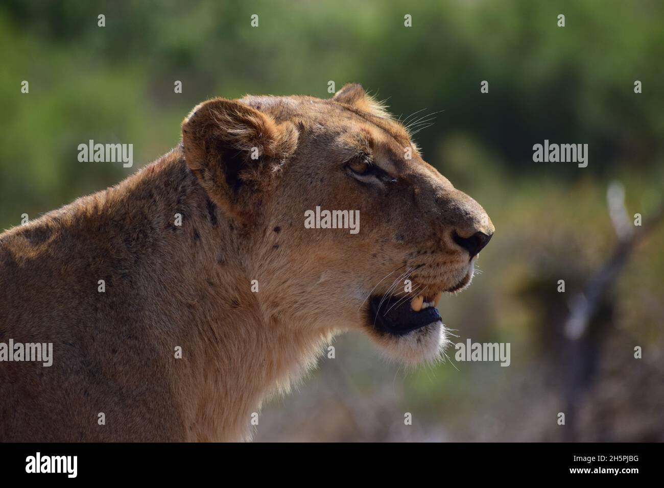Lioness close up Stock Photo