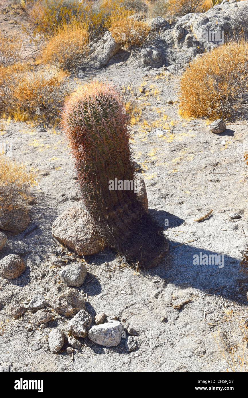 Ferocactus species near Palm Desert, California Stock Photo