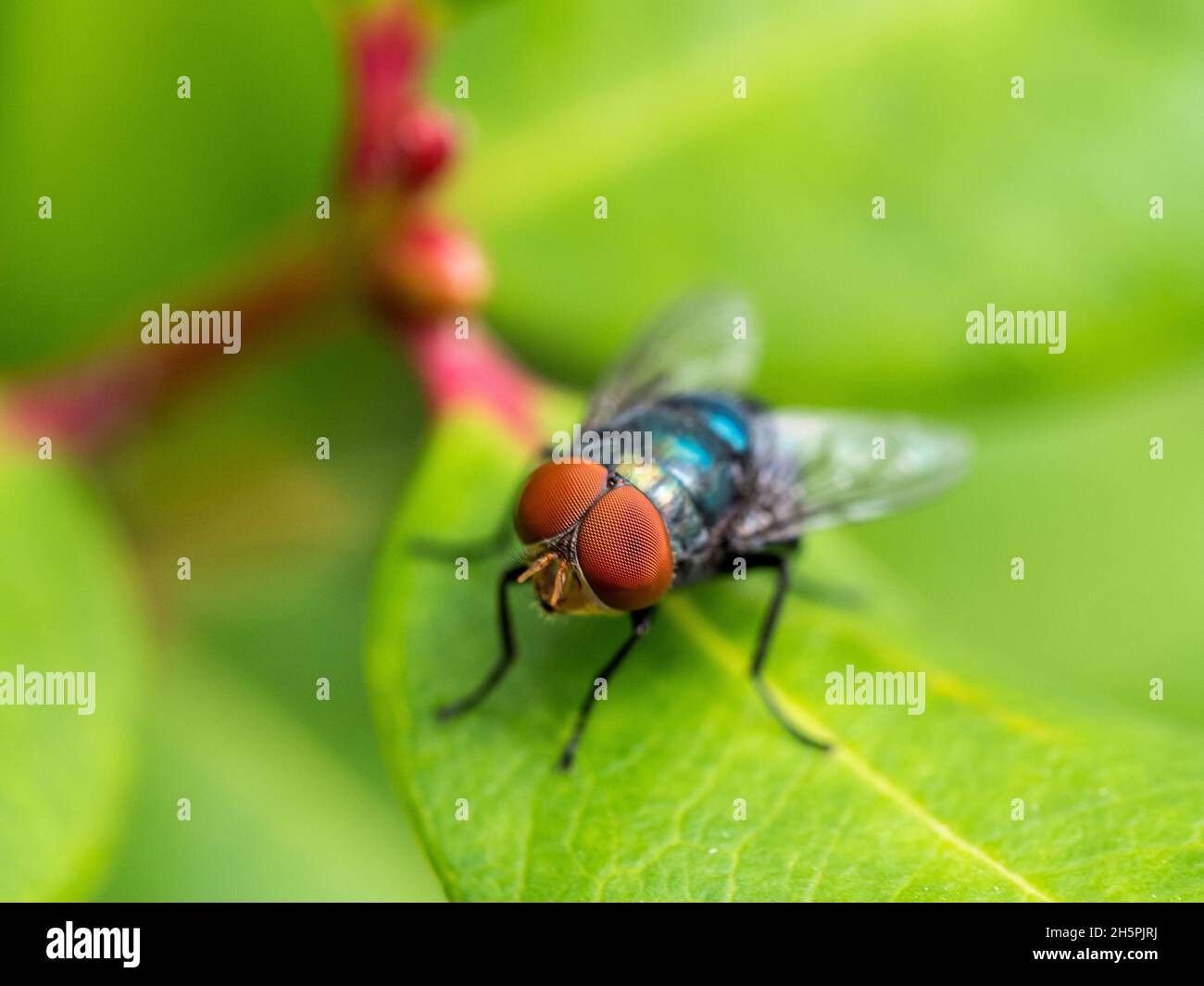 A colourful iridescent blue green fly with large bulbous orange eyes on a green leafed plant in
