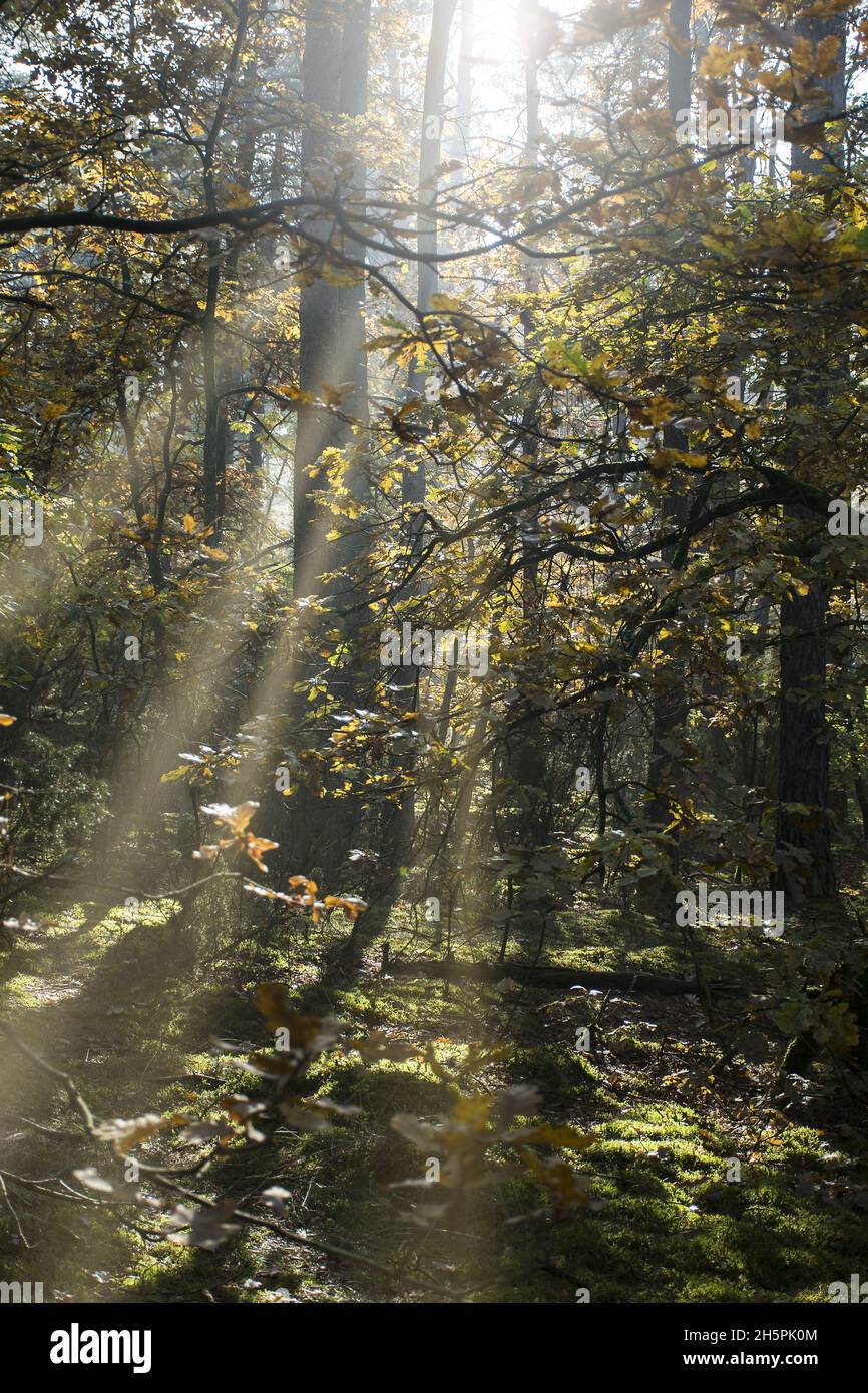 Natural view of sunlight passing through trees in a forest Stock Photo ...